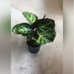 CALATHEA 25 TO 30 CM HEIGHT