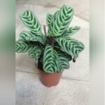 CALATHEA 25 TO 30 CM HT