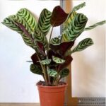 CALATHEA 35CM