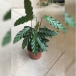 CALATHEA 45 CM HEIGHT