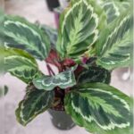 CALATHEA MEDALLION 60CM HEIGHT