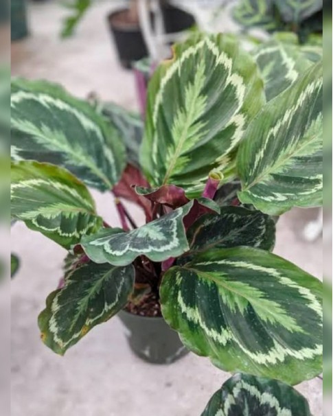 CALATHEA 60CM HEIGHT DIP102-485x606