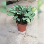 CALATHEA BURLE MARXII