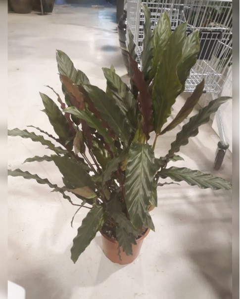 CALATHEA DIP 059-485x606