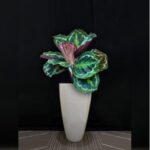 CALATHEA JUNGLE ROSE POTTED IN CYLINDRICAL FIBER PLANTER - 90 -100 CM TOTAL HEIGHT