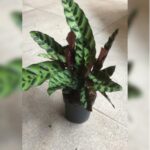 CALATHEA LANCIFOLIA 25 TO 30 CM HT