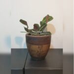 MARANTHA POTTED. 40 CM TOTAL HEIGHT