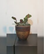 MARANTHA POTTED. 40 CM TOTAL HEIGHT