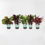 CALATHEA MIX 30CM HT EACH