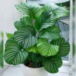 CALATHEA ORBIFOLIA 70 CM HEIGHT - POTTED [ ASSORTED POT ]