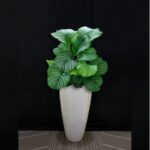 CALATHEA ORBIFOLIA POTTED IN 75 CM FIBER POT - TOTAL HEIGHT 110 CM