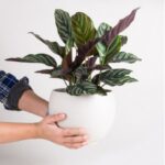 CALATHEA ORNATA POTTED [ POT - ANY COLOUR ] 45 CM HEIGHT