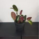 MARANTHA POTTED . 28 CM HEIGHT.