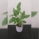 CALATHEA LEOPARDINA POTTED 50 CM HEIGHT