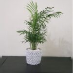 CHAMAEDOREA ELEGANS - 50 CM TOTAL HEIGHT