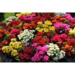 KALANCHOE MIXED COLOUR -25 PCS - ( MINIMUM QTY) , AVAILABLE COLORS ONLY