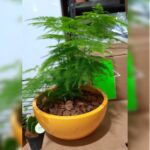 COMMON ASPARAGUS FERN