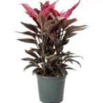 RUBBER PLANT IN CLAY POT - BROWN / WHITE COLOR POT 70 - 90 CM TOTAL HEIGHT