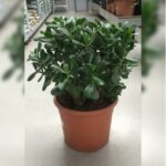 CRASSULA