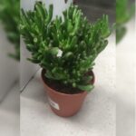 CRASSULA