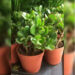 CRASSULA