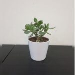 CRASSULA ( JADE PLANT ) IN POT, 20 CM HEIGHT