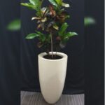 CROTON IN FIBER POT 125 CM HEIGHT