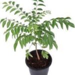 CURRY LEAF PLANT - 40 - 50 CM HT