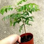 CURRY LEAF PLANT - 25- 30 HT