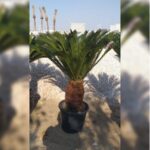 CYCAS 45 CM TRUNK