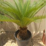 CYCAS