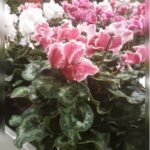 CYCLAMEN