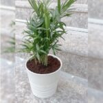 CHAMAEDOREA IN CERMAIC POT 45 CM HEIGHT