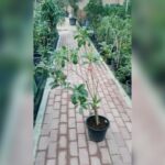 CHIKOO TREE ( ZAPOTA )