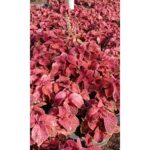 COLEUS
