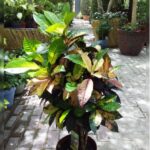 CROTON PLANTS