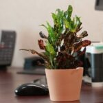 CROTON POTTED 30 CM HEIGHT