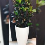 CROTON IN FIBER CYLINDRICAL POT.