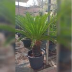 CYCAS