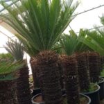 CYCAS