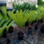CYCAS