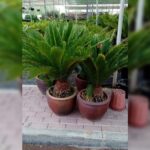 CYCAS