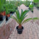 CYCAS