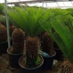 CYCAS