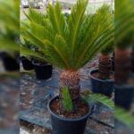 CYCAS