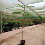 DELONIX REGIA 100 CM - YOUNG PLANT