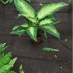 DIEFFENBACHIA CAMILLA 30CM