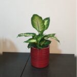 DIEFFENBACHIA