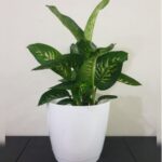 DIEFFENBACHIA IN PLASTIC POT - 85 CM