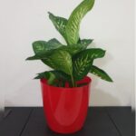 Dieffenbachia in Red Plastic Pot - 85 CM
